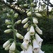 Fox Glove