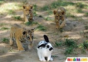 Good Anak Dimakan Harimau, Viral!