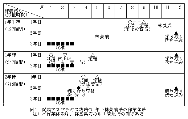 促成アスパラガス栽培の1年半株養成法
