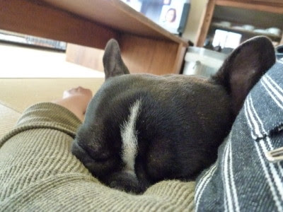 おもにフレブル 寝顔 か かわいいっ