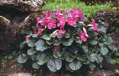Gloxinia Description