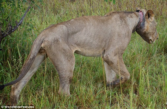 The final journey: The lion slopes off into the long grass of the park where he would soon die either of starvation or infection