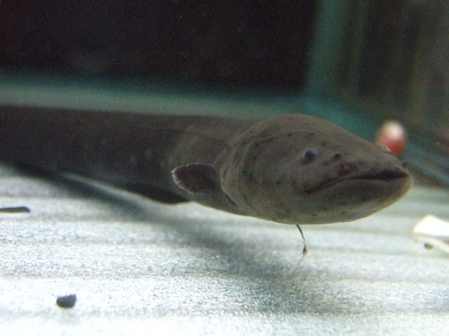 Popoの日誌 電気ウナギ