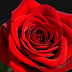 Red Rose Beach Wallpapers - Free download Wallpapers Flower Pictures Red Rose Flowers ... : Beautiful red rose flower nature.