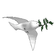 dove flying right Pictures, Images and Photos