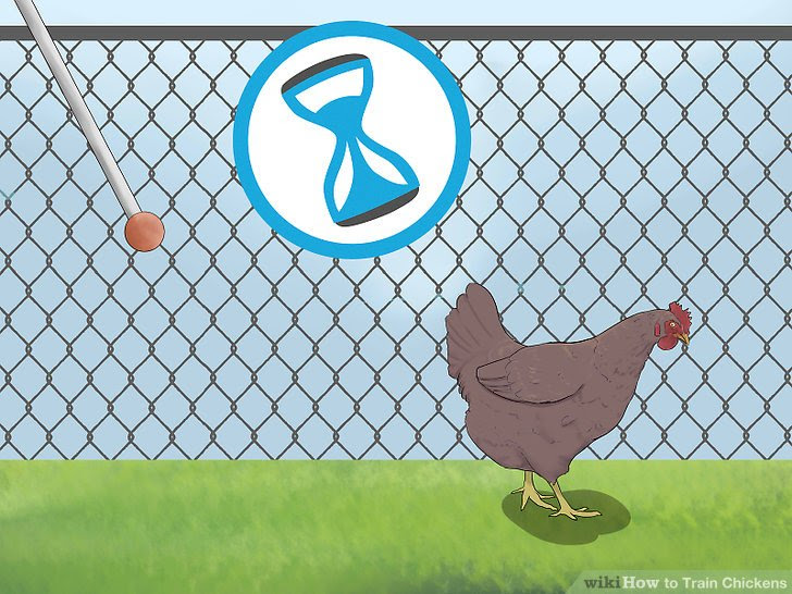 Train Chickens Step 16.jpg
