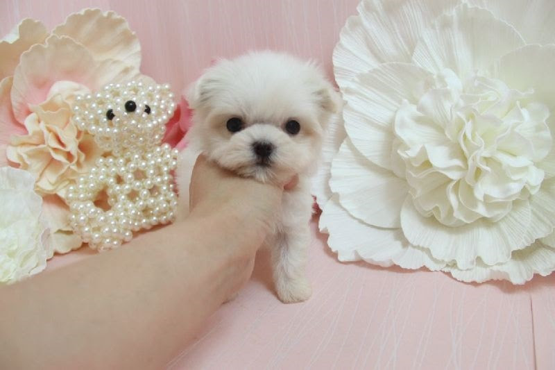 ティーカッププードル マルチーズ チワワ ヨークシャテリア 等の子犬販売 Puppy S Life Garden