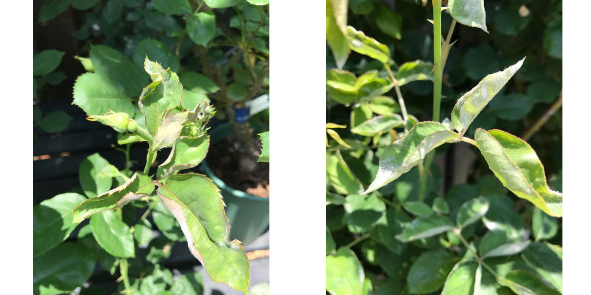 バラの病気 うどんこ病の薬剤について ローズノート