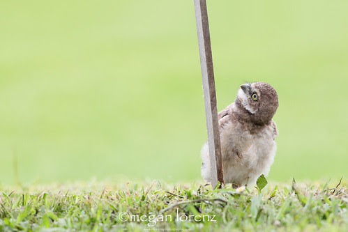 What's up there? by Megan Lorenz