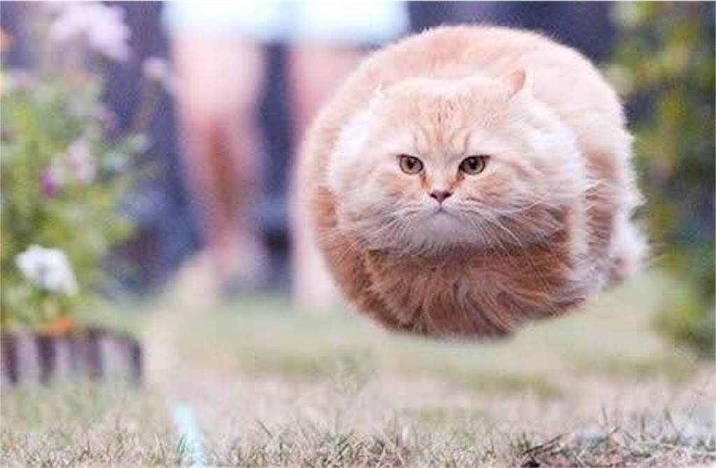 動物の面白い高画質画像な壁紙をまとめました 吹き出さずにはいられない 写真まとめサイト Pictas