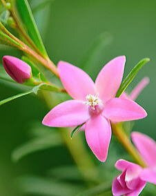 花 サザンクロス 1月13日の花と花言葉 サザンクロス 魅る魅るガーデニング