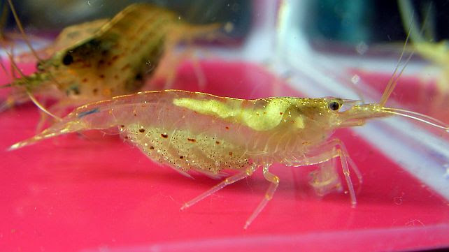 雑記 鴨 ヤマトヌマエビの繁殖にチャレンジする方へ