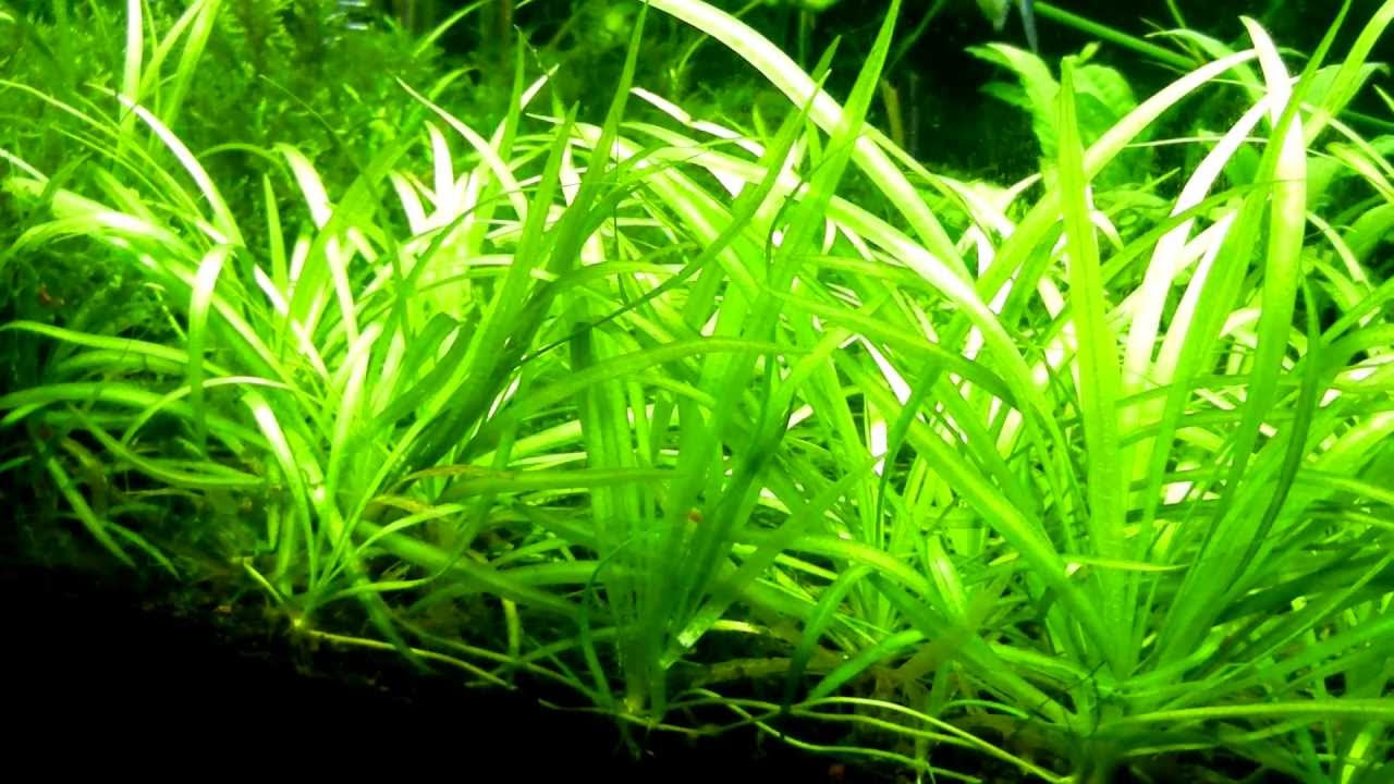 Dwarf Sagittaria (Sagittaria subulata) Carpet - YouTube