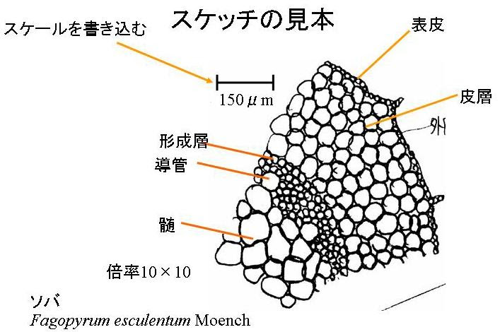 スケッチのしかた