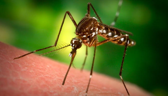 Program about mosquitoes