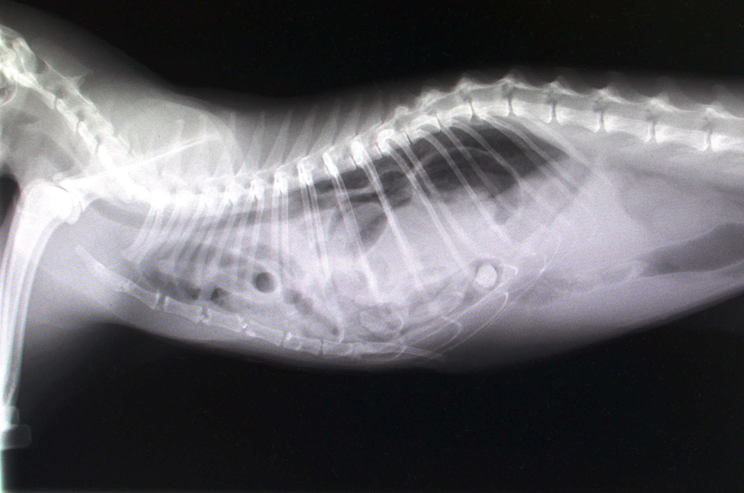 症例紹介 やまざき犬猫病院