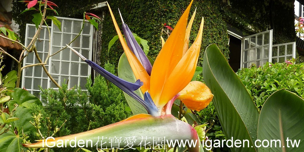 第616回花謎擂台 | iGarden花寶愛花園