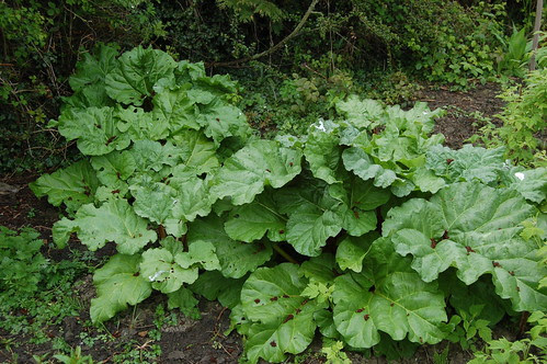 rhubarb May 10