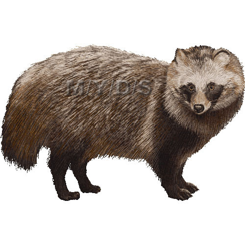 狸 タヌキのイラスト 条件付フリー素材集