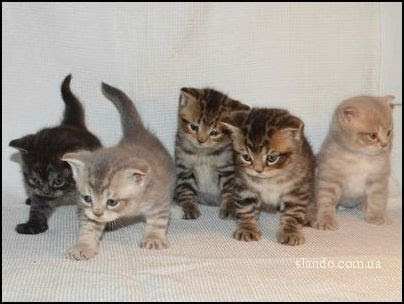 Kitty photo -  girl cat names