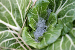 harvest snowy bok choi nov 28