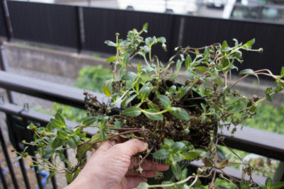 梅雨の時期は 土中のカビが原因の病気 に要注意 Greensnap グリーンスナップ