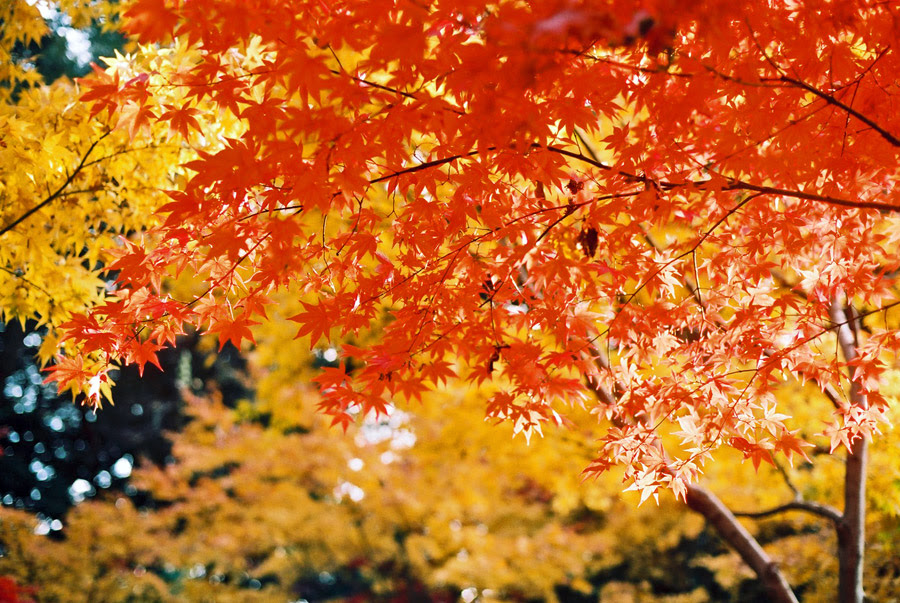 フリー写真 紅葉したもみじの葉でアハ体験 Gahag 著作権フリー写真 イラスト素材集