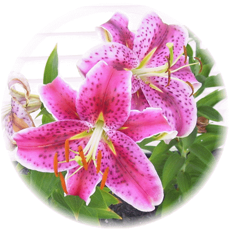 Stargazer flower