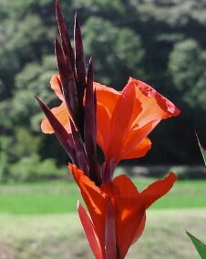 花 カンナ 8月2日の花と花言葉 カンナ 魅る魅るガーデニング