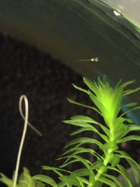 メダカの稚魚を発見するととてもうれしくなります 飼育する楽しさの一つに卵から孵化させて稚魚を育てることがありますよね