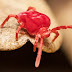 Little Red Mites On Concrete : Mostly on concrete and stones.