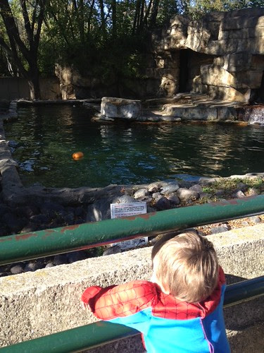 looking for seals