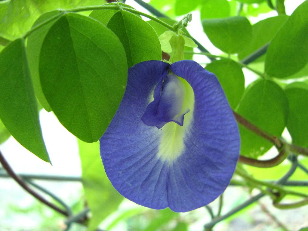 一眼カメラの写真集 庭の花 クリトリア