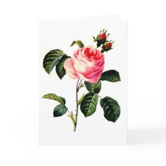 Pink Rose Greeting Card card