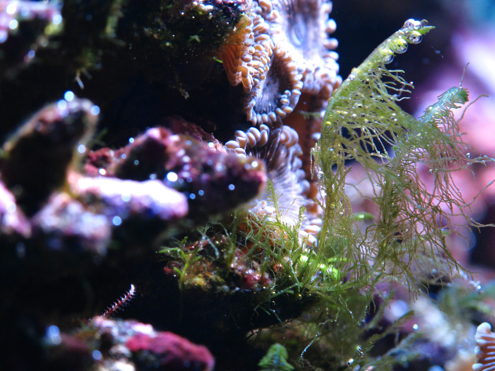 レタススラッグは都市伝説 Part３ ケントロピーゲ