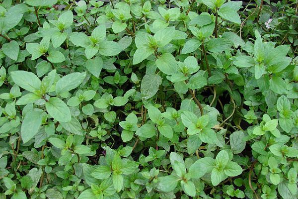 Agroa Para Que Sirve La Hierbabuena