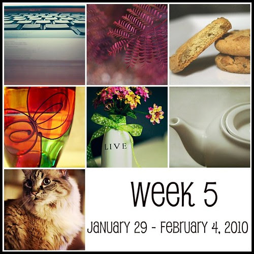Week 5  (365:2010)