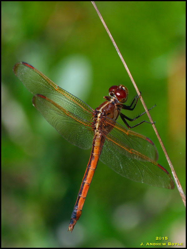 Dragonfly