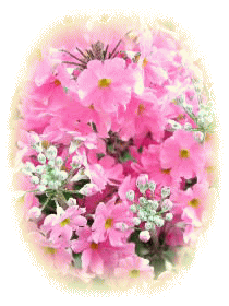 さくら草雑学