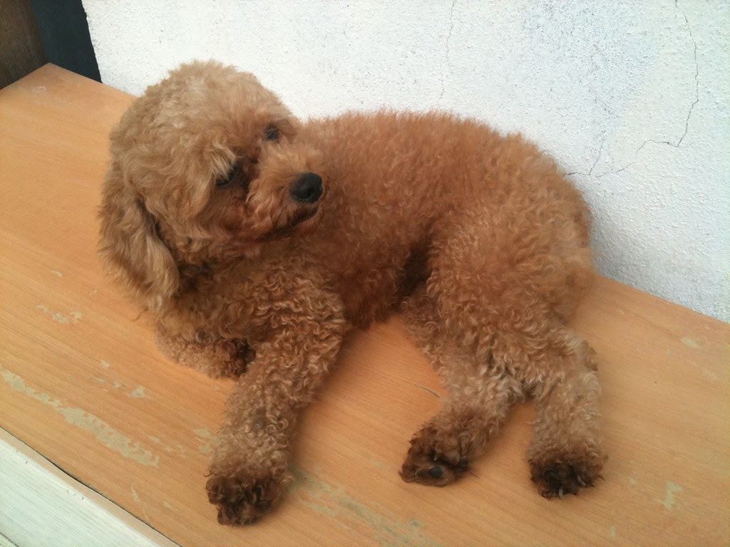 my toy poodle