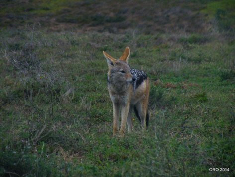 Black-Backed Jackal or Silver-Backed Jackal (Canis mesomelas)