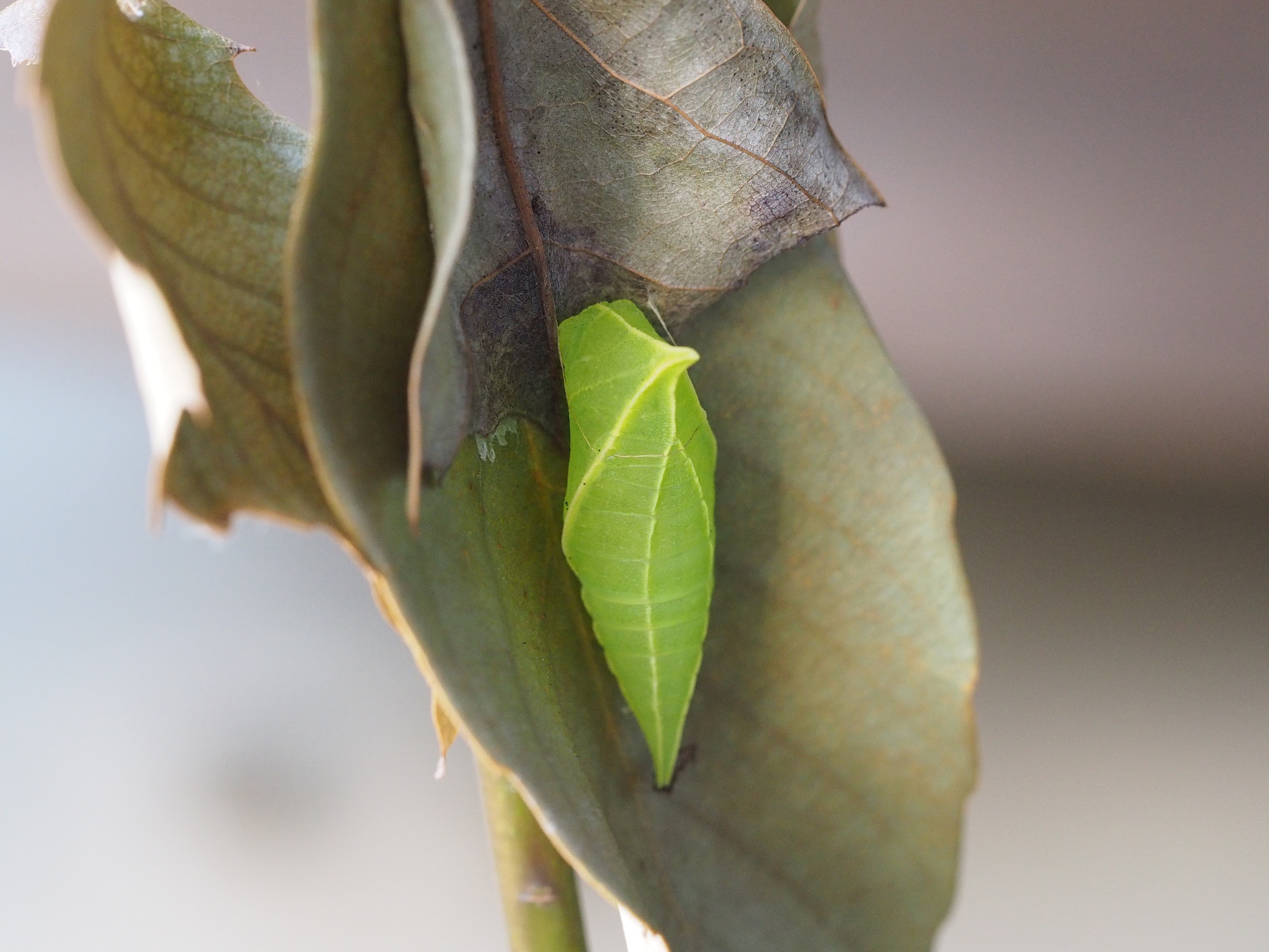 アオスジアゲハ 越冬さなぎ Ottimo Inc