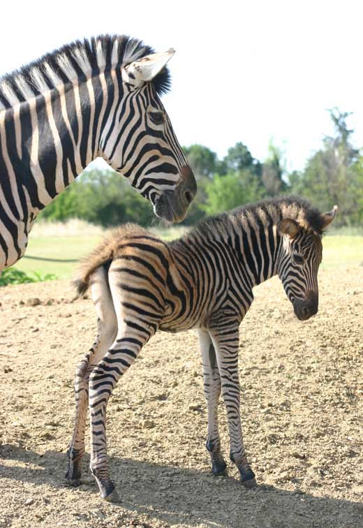 Bebe Animaux Bebe Zebre 4