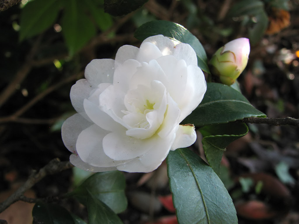 サザンカとカンツバキ アシタカ山荘 花の壁紙