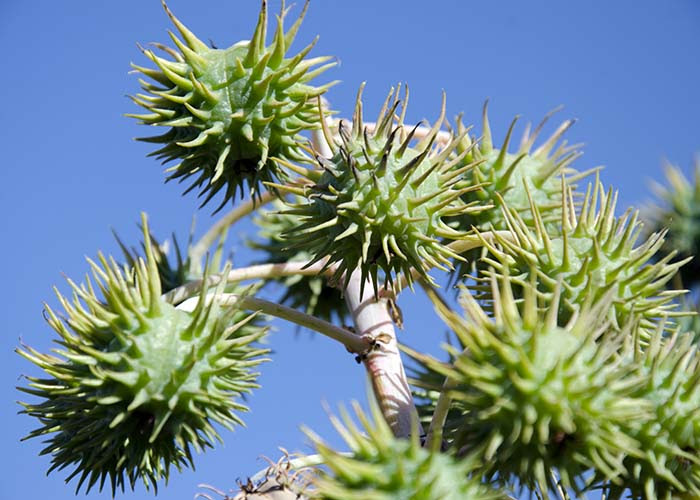 Cientistas brasileiros criam uma cultivar de mamona sem ...