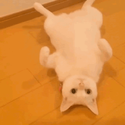 動物 Gif 面白ネタ帳 まとめ