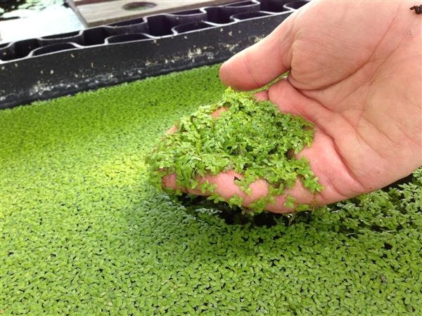 How fast do plants grow in aquaponics Recommendations on How to Start an Aquaponics System