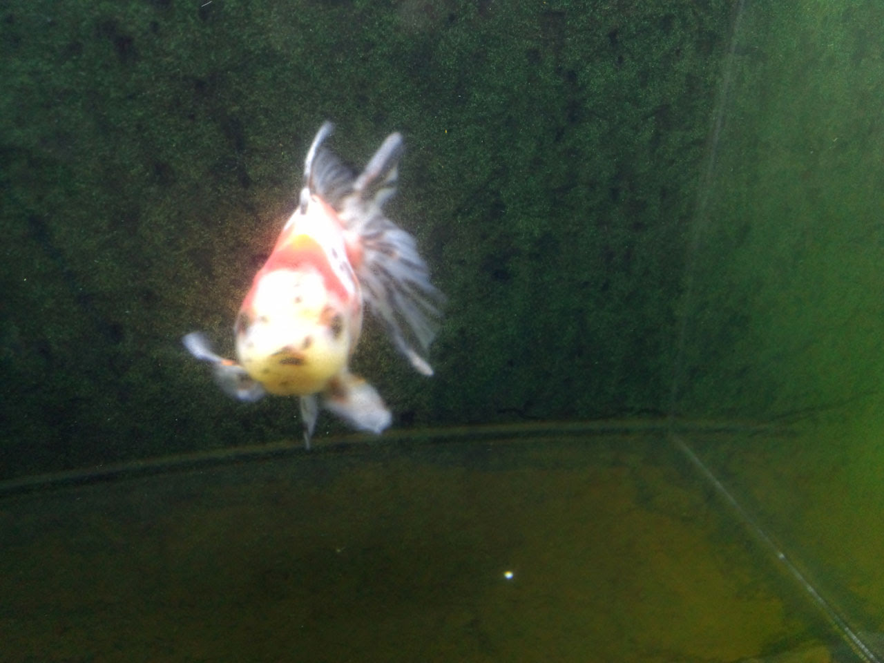 金魚水槽の茶 緑コケ対策にはスーパーアルジゴン Aqua Talk