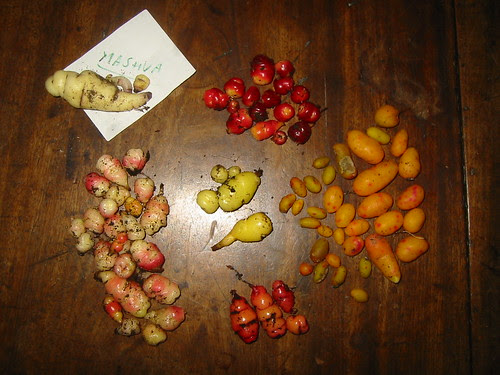 Peruvian Tubers of Old Normandie