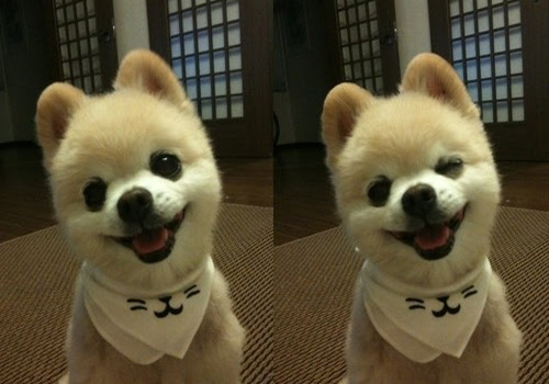 俊介犬属于什么品种 狗狗品种 波奇网百科大全